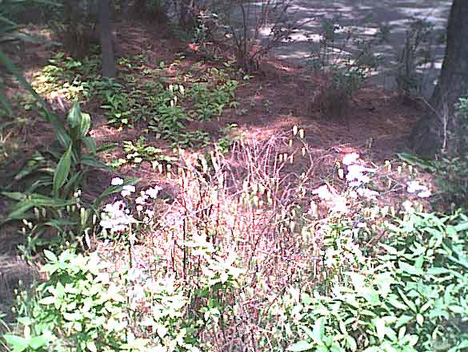 海岸のペット風景