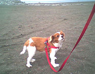 海岸のペット風景