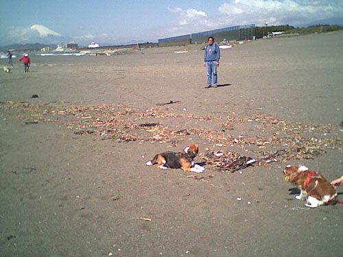海岸のペット風景