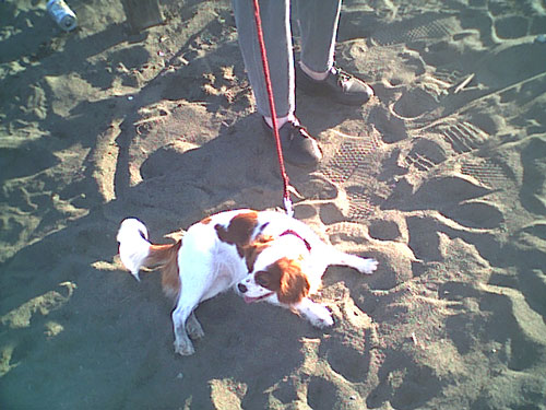 海岸のペット風景