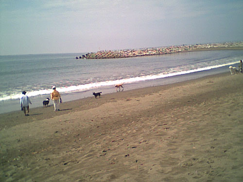 喜んで駆け回るペットの風景