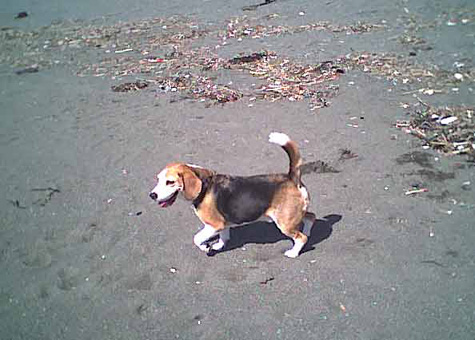 海岸のペット風景