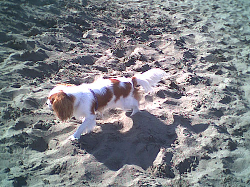 海岸のペット風景