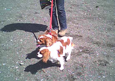 海岸のペット風景