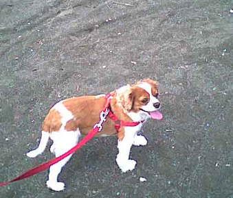 海岸のペット風景