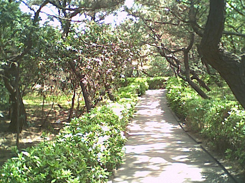 海岸のペット風景