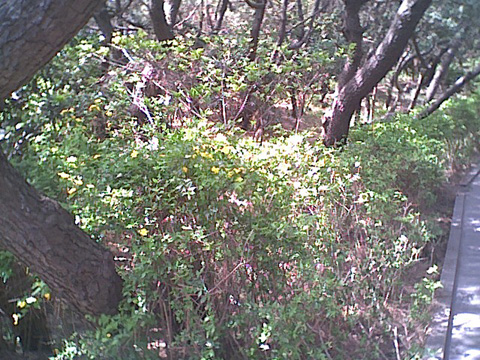 海岸のペット風景