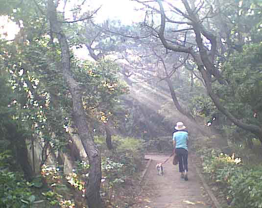 海岸のペット風景