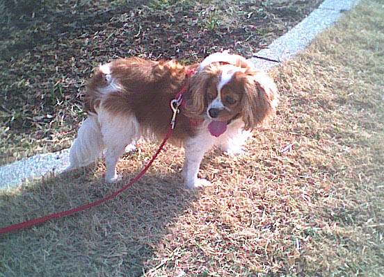海岸のペット風景
