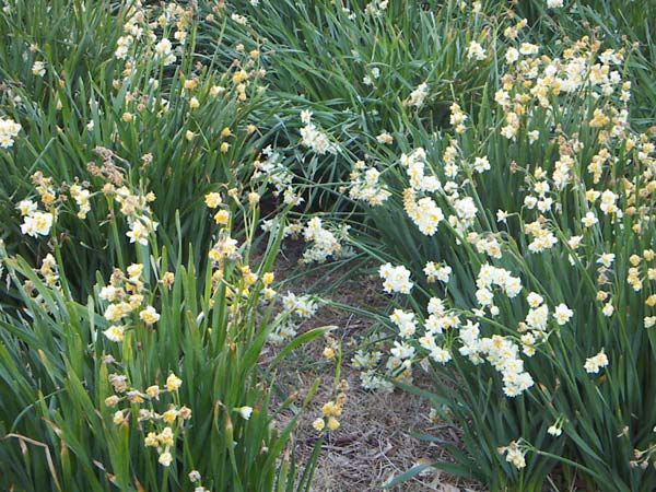 水仙の群生状況