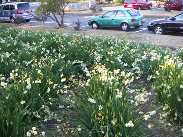 駐車場の水仙