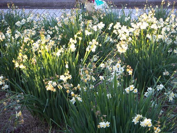光で変わる水仙の花