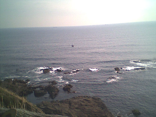 水仙とペット風景