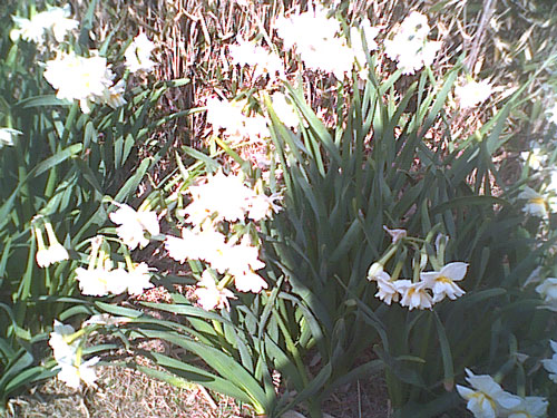 水仙とペット風景