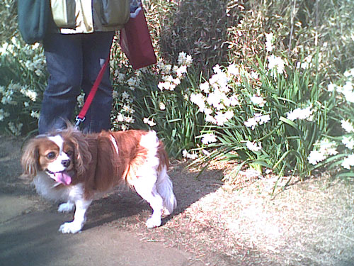 水仙とペット風景