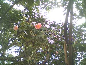 海岸近くの椿園