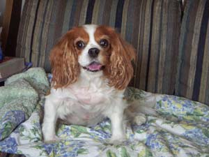 喜んで駆け回るペットの風景