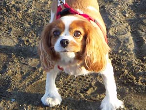 海岸のペット風景