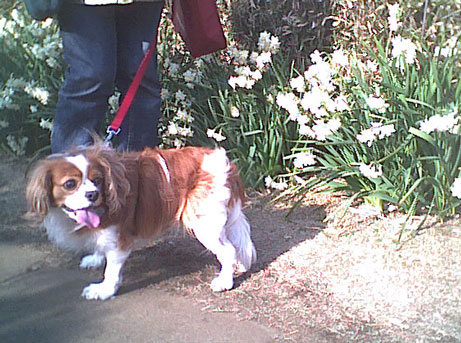 水仙とペットの風景