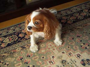 濱降り祭帰宅後