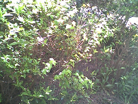 しおさいの森風景