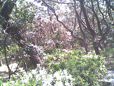 しおさいの森風景