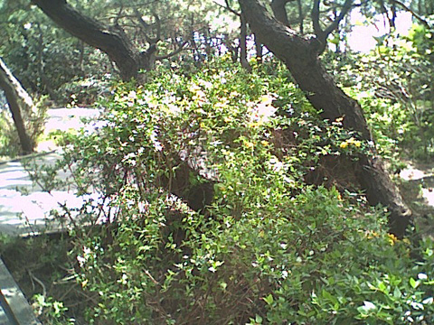 しおさいの森風景