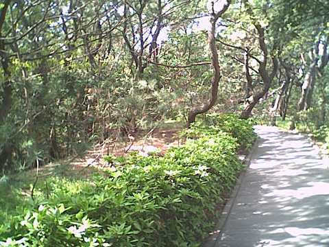 しおさいの森風景