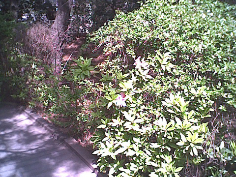 しおさいの森風景