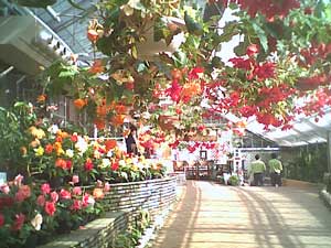 箱根ベコニア園で