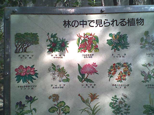 森の花案内