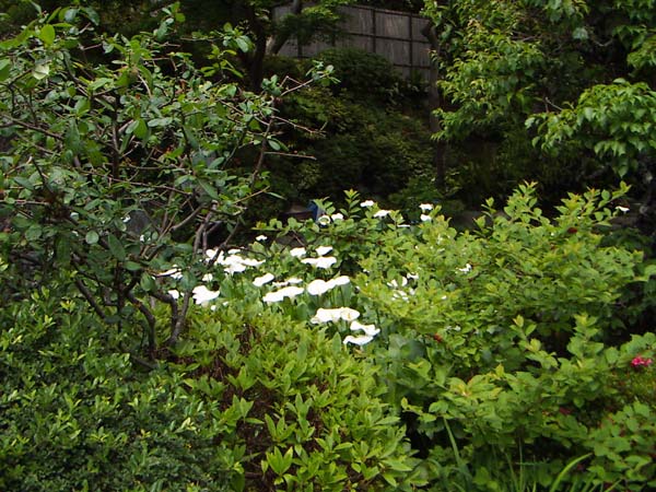 奥には可憐な花