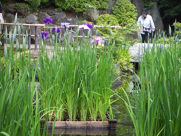 池の中の花
