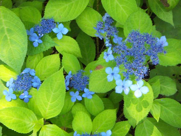 長谷寺の紫陽花