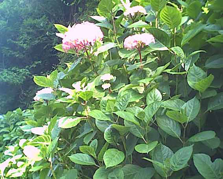 成就院の紫陽花