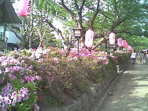 八幡宮のツツジ