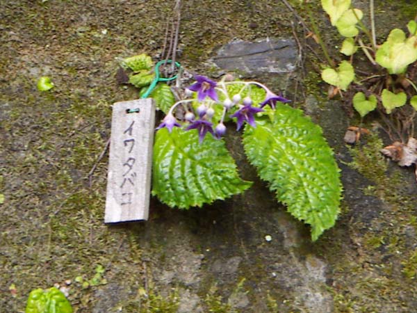 イワタバコの花