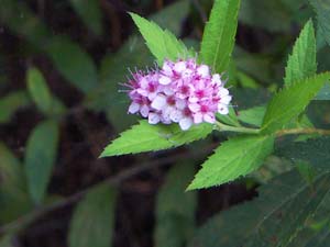 茅ヶ崎海岸の花